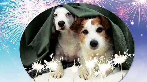 Vet's guide for dog owners during New Year's Eve fireworks