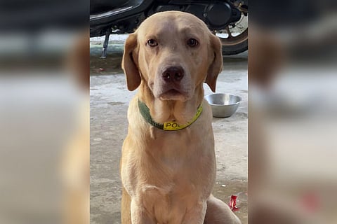 Husay sa pagpatay sa iro sa Canduman sugdan na 
