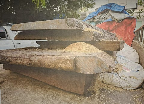 HIGH-VALUE HAUL: On January 27, an undercover agent was  sold five large pieces of endangered ironwood. The shipment totaled 716.66 board feet and was valued at approximately P640,000.