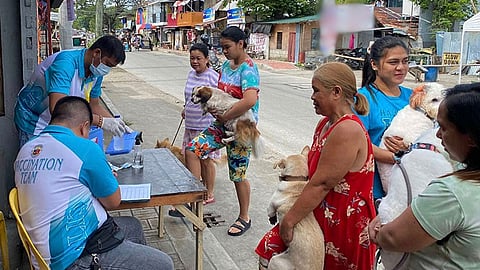 Iloilo City records zero human rabies cases since 2024