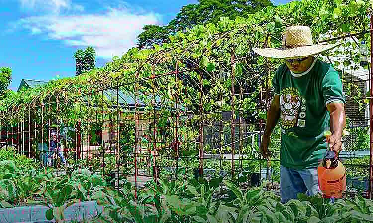 Registration, farmers’ training on herbicide use eyed