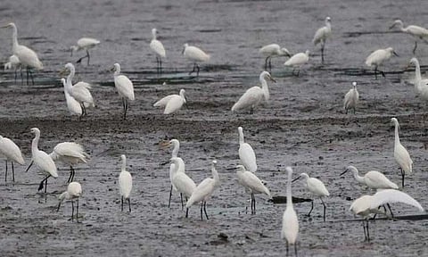 The Department of Environment and Natural Resources, through its provincial and community offices in Bataan, records 8,112 waterbirds in Balanga City and Pilar town during this year’s Asian Waterbird Census. (Photo courtesy of DENR)