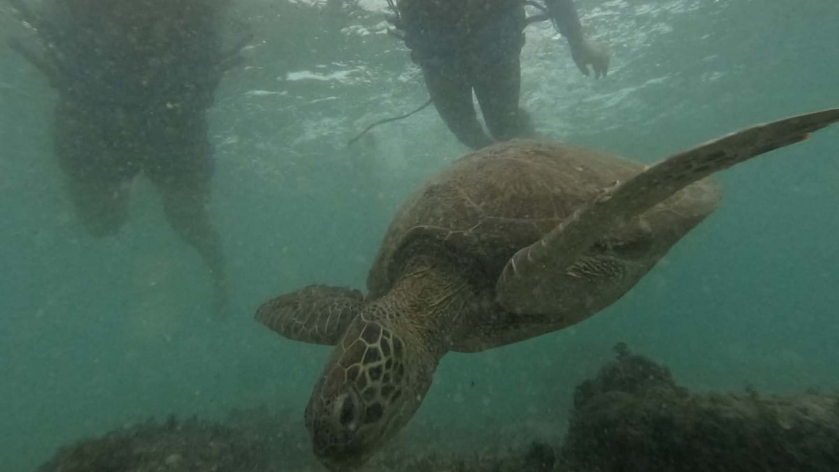 A Heartfelt Journey to Cebu: Reconnecting with Heritage and Nature