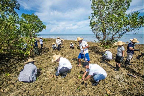 PARTNERSHIPS FOR CLIMATE ACTION. As of December 2025, Cebu Landmasters Foundation and its partner communities are growing and maintaining around 98,000 mangroves in different areas in Cebu. The project benefits 199 fishermen who help plant, grow and maintain the mangroves. The project contributes to climate mitigation efforts as mangrove forests reportedly sequester around 240 tons of carbon per hectare.