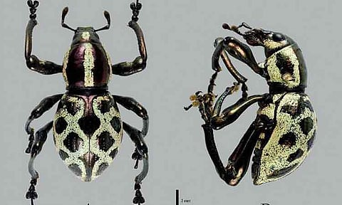 The Department of Environment and Natural Resources-Davao Region (DENR-Davao) announced the discovery of a new species of weevil, Pachyrhynchus analynae, an addition to the Philippine biodiversity.