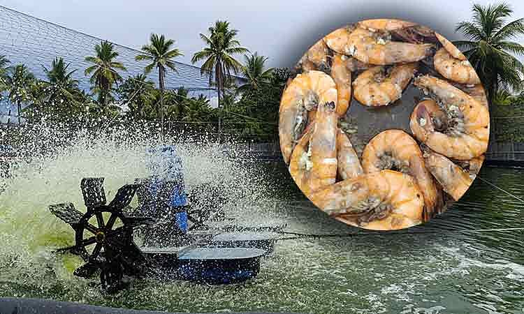Japanese technology powers shrimp production surge in Davao Region