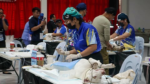 Iloilo City spays, neuters 200 pets