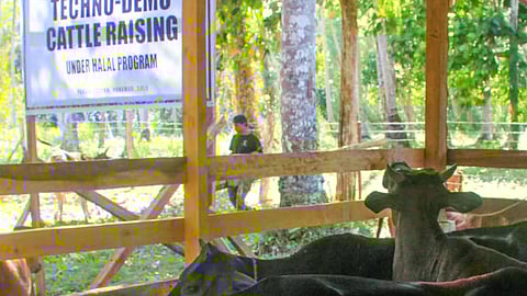 Sulu-Mafar boosts halal cattle production in Sulu town