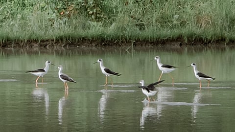 Census records 7,600 waterbirds in Zamboanga, Isabela cities