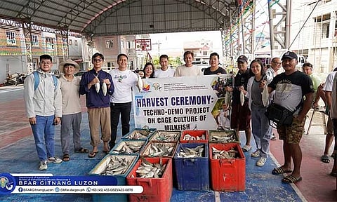 OFFICIALS lead harvest to train local fisherfolk in cage culture. — Photo from BFAR Gitnang Luzon.