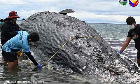 A 12.3-meter Sperm whale was found dead and floating near Barangay Taluya in Glan, Sarangani on February 22. Authorities said the whale was classified as Code 3, or in moderate decomposition, indicating it had been dead for several days before being discovered.