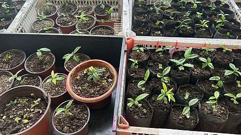 Seedlings sa agarwood gikompiska sa NBI