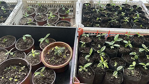 Woman nabbed for illegal agarwood trade