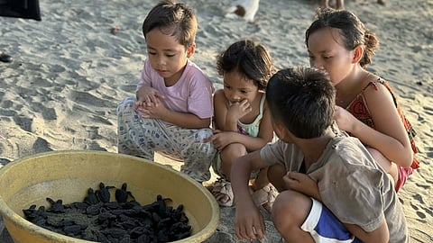 85 hatchlings endangered sea turtles released in Zamboanga del Norte
