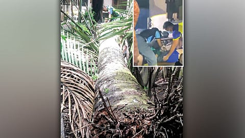 Natumbahan sa buli, ulo napisat