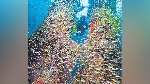 PH bets on dive events, India market