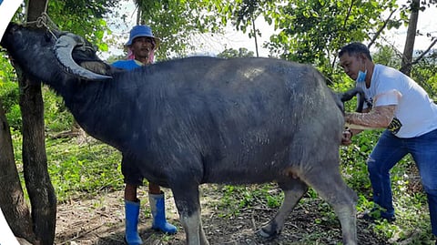 Sa 53 ka LGUs sa Sugbo 10 lang ang adunay vet. 