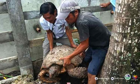A hawksbill sea turtle was safely returned to the sea after residents spotted it in Barangay San Ignacio, in Manay, Davao Oriental, highlighting strong community support for wildlife protection.