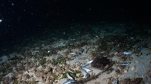 Authorities probe ‘dynamite fishing’ near Lapu-Lapu Resort Area