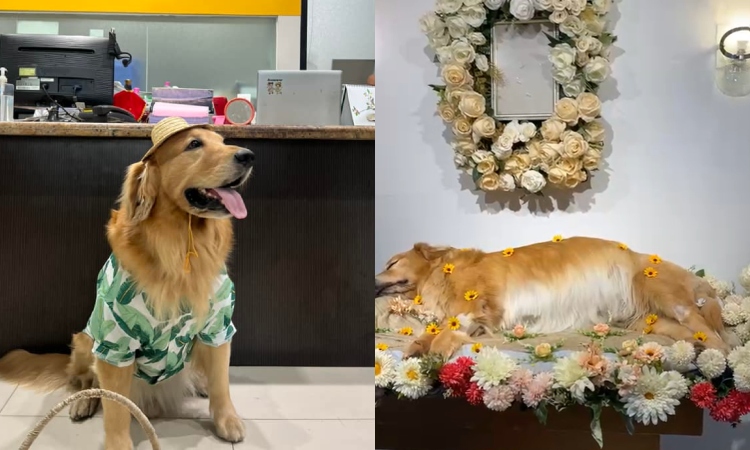 Cebu’s beloved pet influencer Butter has crossed the rainbow bridge, his fur parents shared on social media on March 6, 2026. 