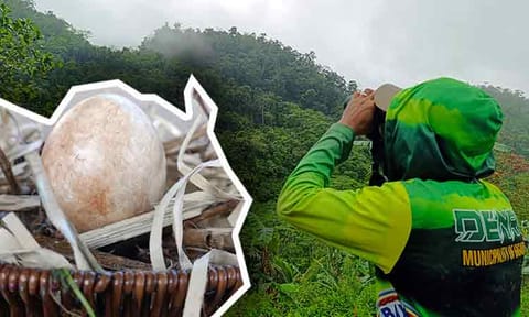 A forest guard looks toward the mountain through his binoculars, hoping to spot a pair of Philippine Eagles along Purok 8, Sitio Palilihan, Mahanub, Barangay Marahayag, Surigao del Norte. (Left image) The unhatched egg of a Philippine Eagle pair from Purok 8, Sitio Palilihan, Mahanub, Barangay Marahayag, Surigao del Norte, is unveiled during the launching of the campaign “Wildlife is Here in Gigaquit.”