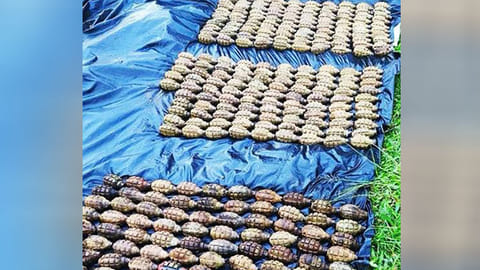 55IB troops recover 295 grenades from Dawlah Islamiya arms cache
