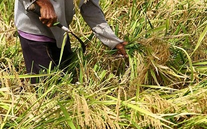 DA eyes to tap P10-B presidential assistance fund for farmers, fishers