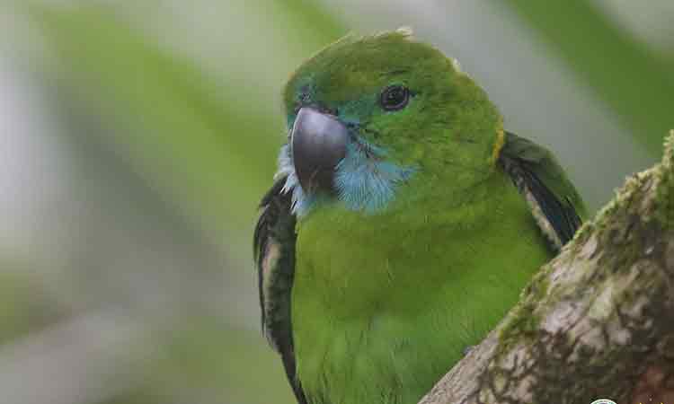 The Department of Environment and Natural Resources-Davao Region (DENR-Davao) reported the presence of the Guaiabero (Bolbopsittaeus lunulatus), commonly known as the Botitok or Bubutok, at the Mainit Hot Springs Protected Landscape (MHSPL), in Nabunturan, Davao de Oro.