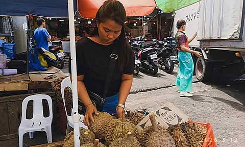 NOT-SO-DURIAN SEASON. A durian vendor arranges her durian at Bankerohan Public Market in Davao City. Vendors had reported fluctuating prices for the city’s famous “King of Fruits” as supply remains limited in the celebration of the month-long Araw ng Dabaw. Common varieties such as Puyat are currently sold at ₱150–₱200 per kilo, while Cob and Arancillo range from ₱120–₱180 per kilo. The premium Musang King remains the most expensive, reaching around ₱450 per kilo in local markets. Vendors told SunStar Davao that prices vary because the fruit is not yet in peak season, and availability depends on where traders source their harvests from nearby farms. Despite this, sellers are preparing for the expected surge in demand as the city gears up for the month-long festivities.