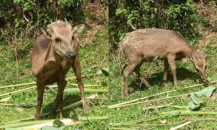 Hope in the wild: Philippine Deer spotted again after decades