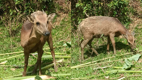 Hope in the wild: Philippine Deer spotted again after decades