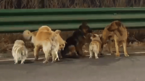 Seven stolen dogs find their way home after 17-km journey
