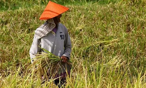 CRISIS RESPONSE. A farmer prepares to harvest his crop in Barangay Hubangon, Mahinog, Camiguin on May 1, 2024. The Department of Agriculture on Wednesday (March 25, 2026) said it is preparing to utilize its PHP1 billion quick response fund (QRF) to protect farmers and fishers from the impacts of rising fuel prices due to the conflict in the Middle East. (PNA file photo by Joan Bondoc)