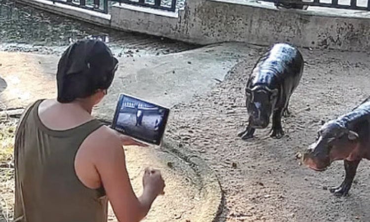 Thai court fines man who trespassed into Moo Deng’s enclosure and startling the viral hippo