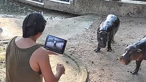 Thai court fines man who trespassed into Moo Deng’s enclosure and startling the viral hippo