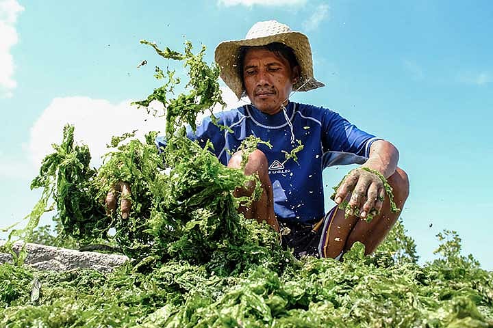 Seaweed Harvesting in Lapu-Lapu City: A Grueling Livelihood Supporting Agriculture