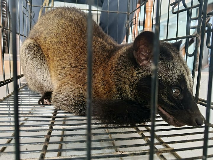 DENR releases Philippine Palm Civet in Zamboanga del Norte forest