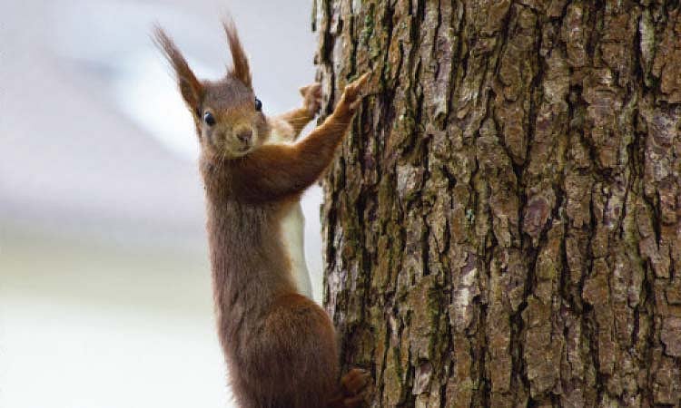 Non-native squirrels found in Manila, DENR notes