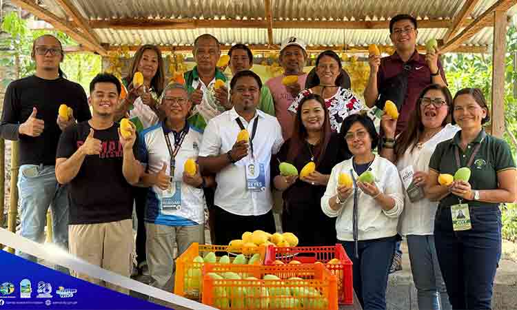 Samal steps up Japan mango export bid