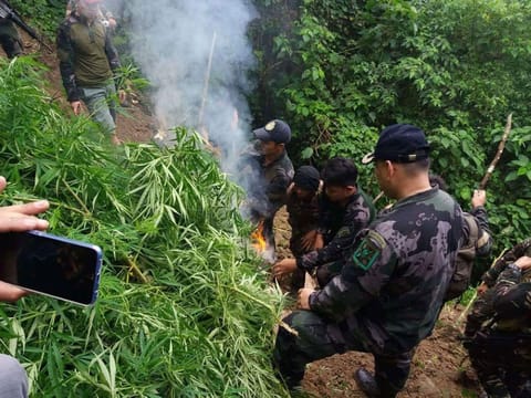 Nabisto. Human makadawat og kasayuran sa usa ka marijuana plantation, gipanid-an dayon kini sa kapulisan sa lungsod sa Balamban. Dihang nakompirmar, ila dayon kining gironda ug gisunod kagahapon sa buntag. (Tampo)