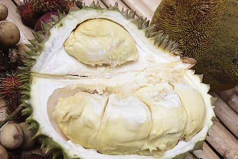 Davao CAgrO holds forum on durian farming