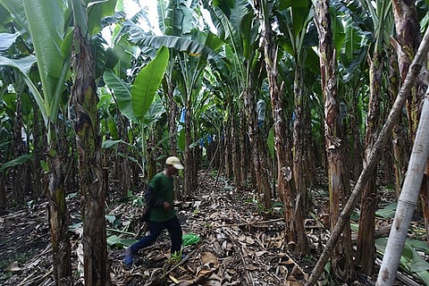 Life goes on. A man works in a banana farm in Lamintak Norte in Medellin. Medellin was one of 15 towns and one city that were devastated when super typhoon Yolanda struck northern Cebu on Nov. 8, 2013. (SunStar Foto / Allan Cuizon)