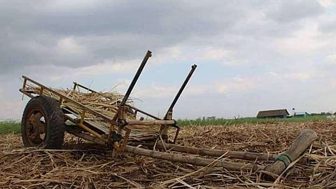 FILE PHOTO. A "karo" at the middle of a sugarcane field in Silay City, Negros Occidental. This is being used by workers to transport the canes to the truck that will then carry the harvested crop to sugar centrals for milling. (Elmeer Meeynard Calimpos)