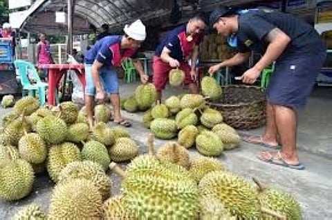 DAVAO. Durian in Davao. (SunStar Davao)