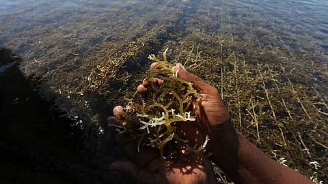 P5 million for seaweed propagation in CV