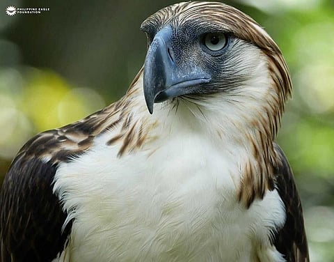 DENR-Davao pushes for stronger policies to protect Philippine Eagle