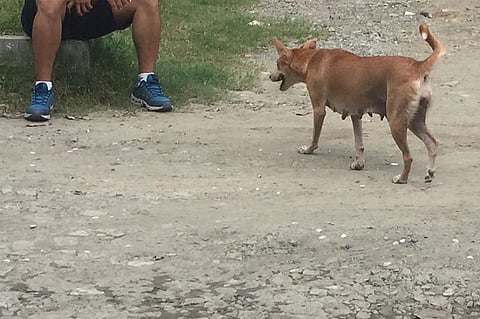 ILOILO. Stray dogs are common in some parts of Iloilo City. The City Government plans to establish a dog pound for dogs roaming in the streets of Iloilo City. (Leo Solinap)