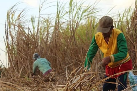 Uniform food security programs across Davao City eyed