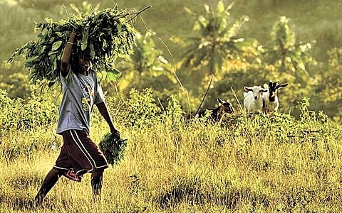 news-1-1 Fertilizer discount vouchers 58% distributed