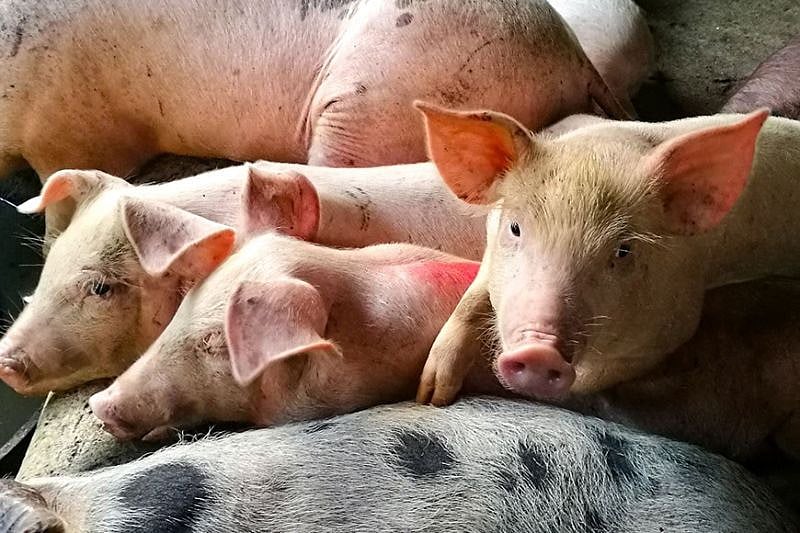 PH bans pork imports from Taiwan